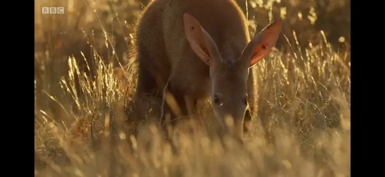 Aardvark (Orycteropus afer) as shown in Seven Worlds, One Planet - Africa